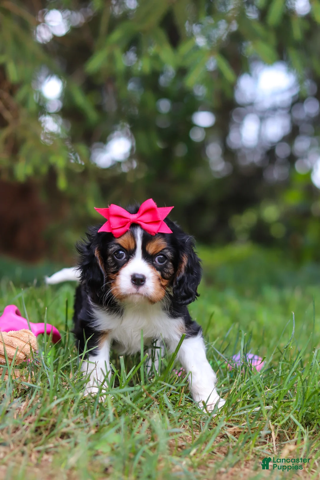 Cavalier King Charles Spaniel dogs for sale: Dove - Ad 7