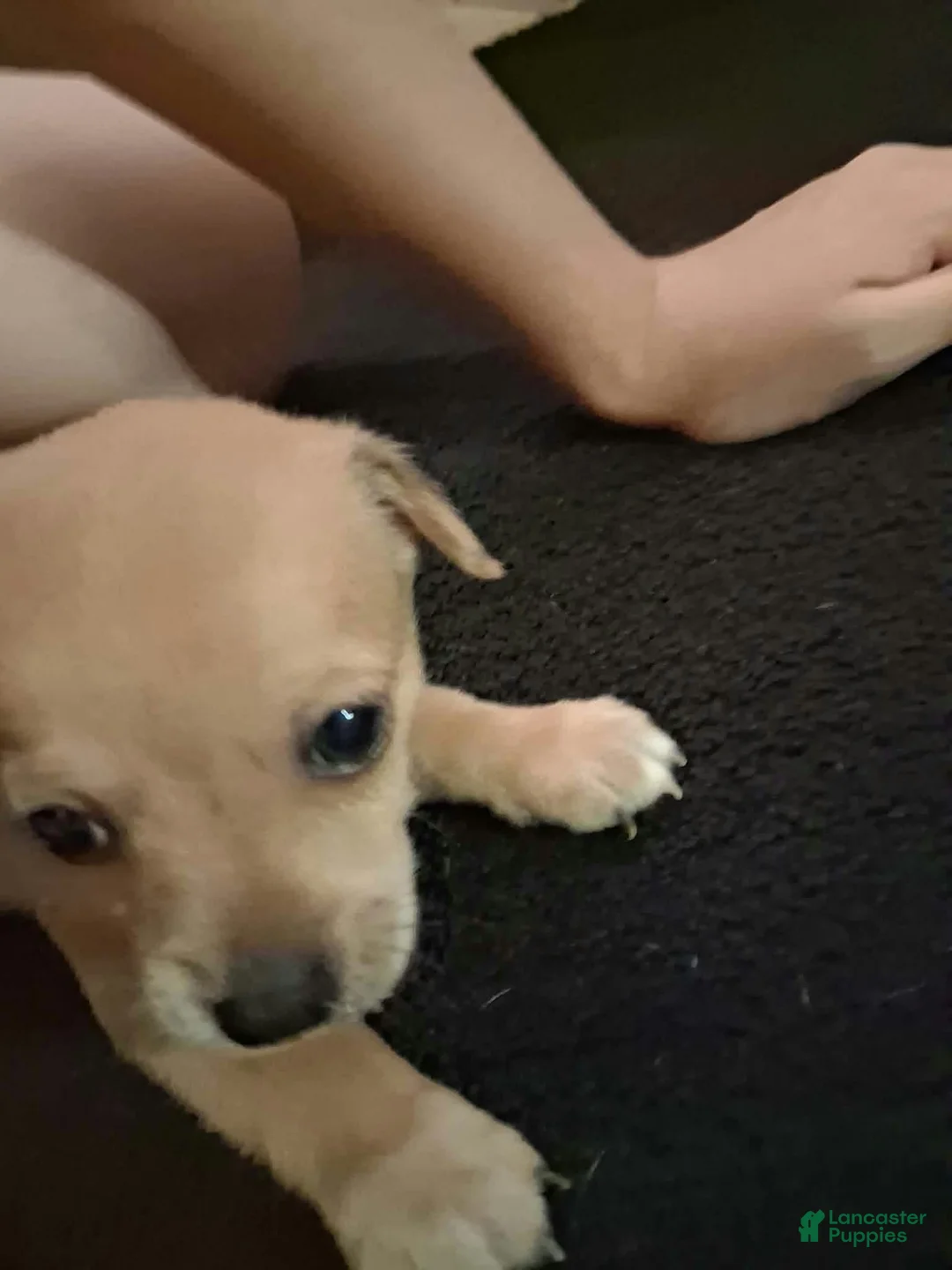 Chihuahua dogs for sale: Chihuahua 1 - Ad 1
