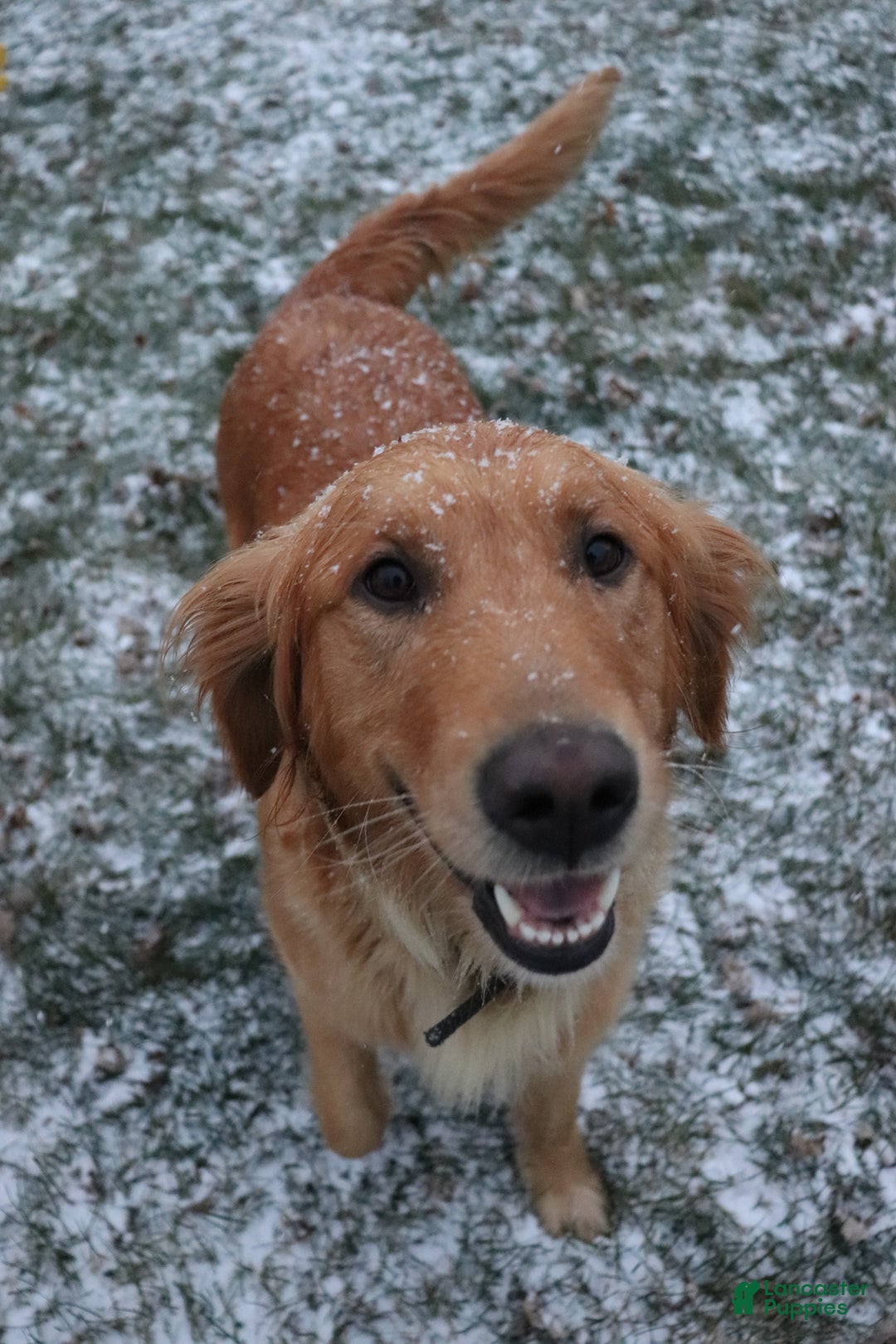 Golden Retriever dogs for sale: Molly  - Ad 5