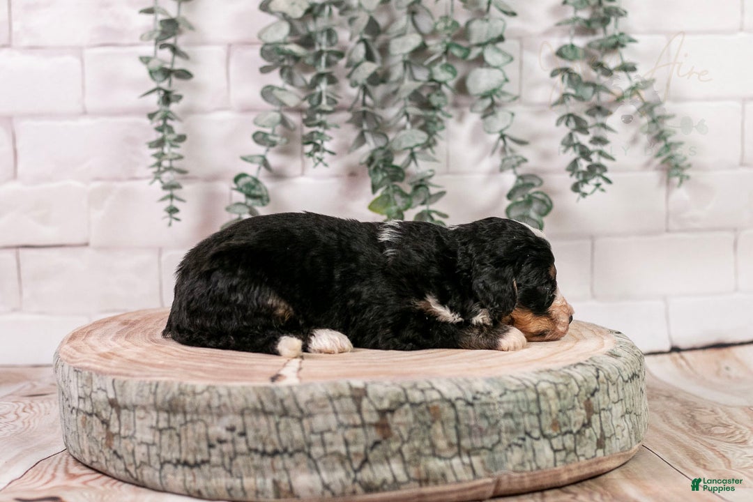 Bernedoodle dogs for sale: HalfPipe - Ad 17