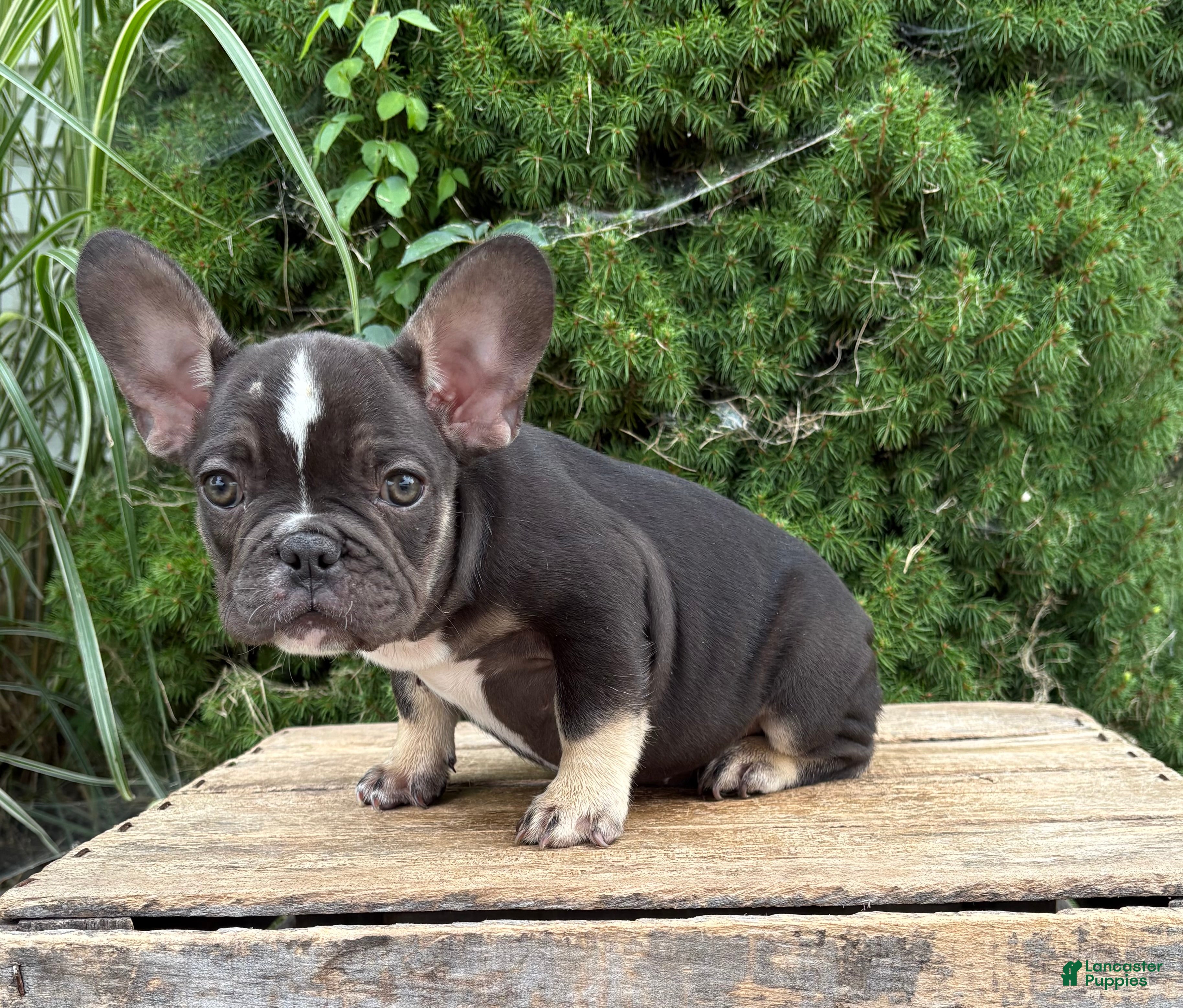 French Bulldog dogs Kitkat - Ad 2
