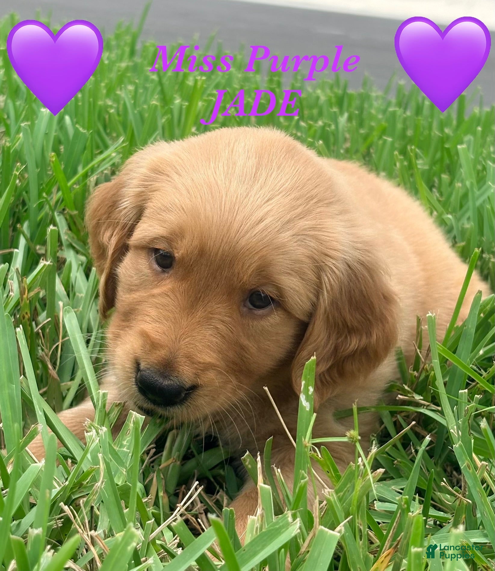 Golden Retriever dogs Golden Retriever Jade  - Ad 23