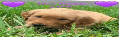 Golden Retriever Jade 