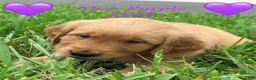 Golden Retriever dogs for sale: Golden Retriever Jade  - Ad 1