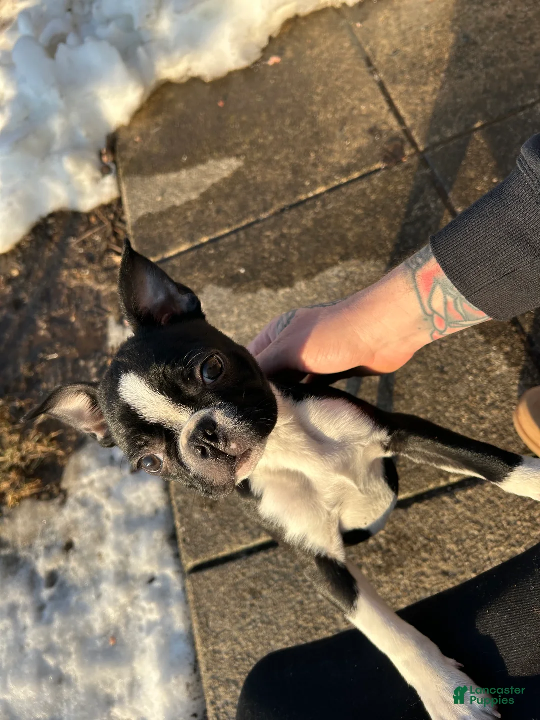 Boston Terrier dogs for sale: Boston Terrier Puppy 1 - Ad 2