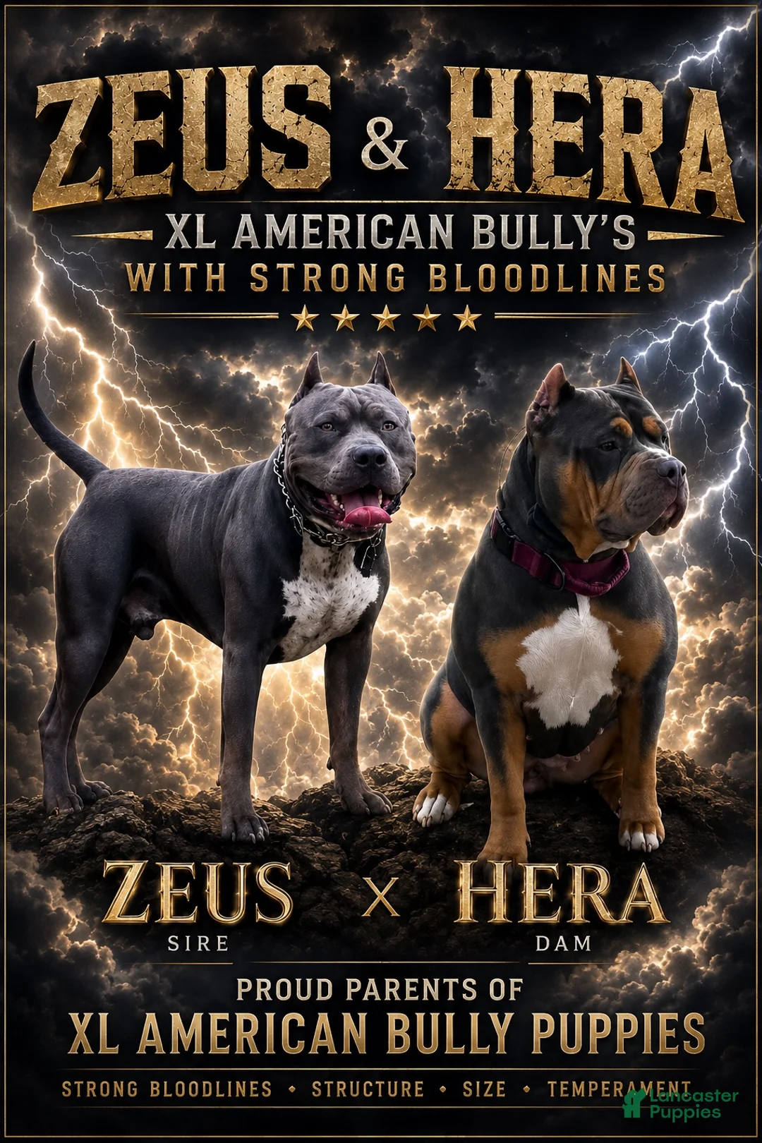 American Bully dogs for sale: Freya - Ad 3