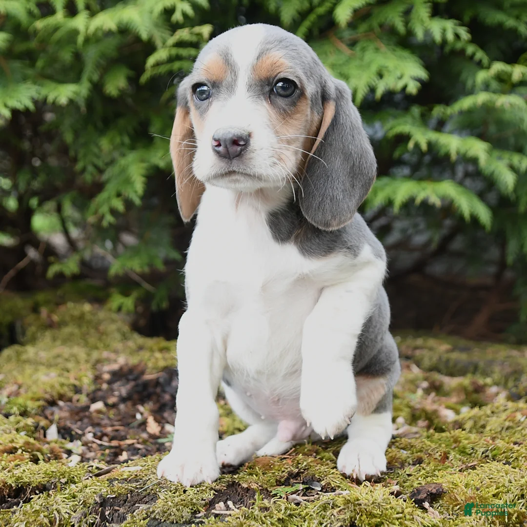 Beagle dogs for sale: Gunner - Ad 2