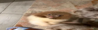 Pomeranian 2