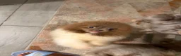 Pomeranian dogs for sale: Pomeranian 2 - Ad 1