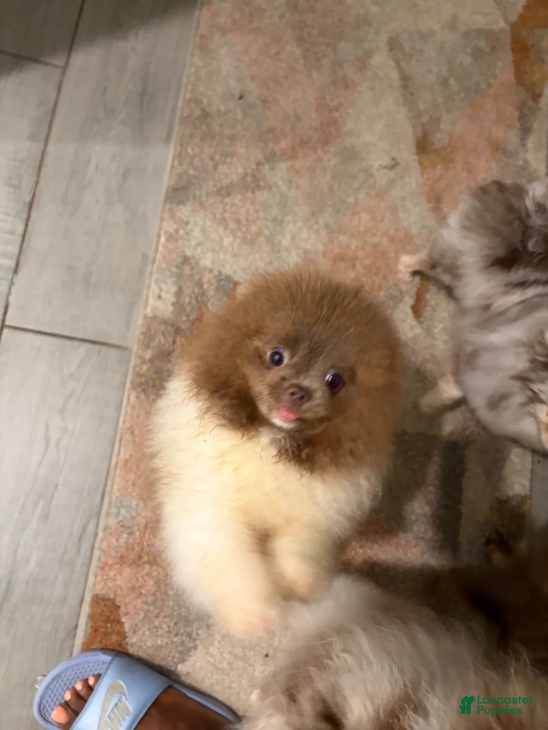 Pomeranian dogs for sale: Pomeranian 2 - Ad 1