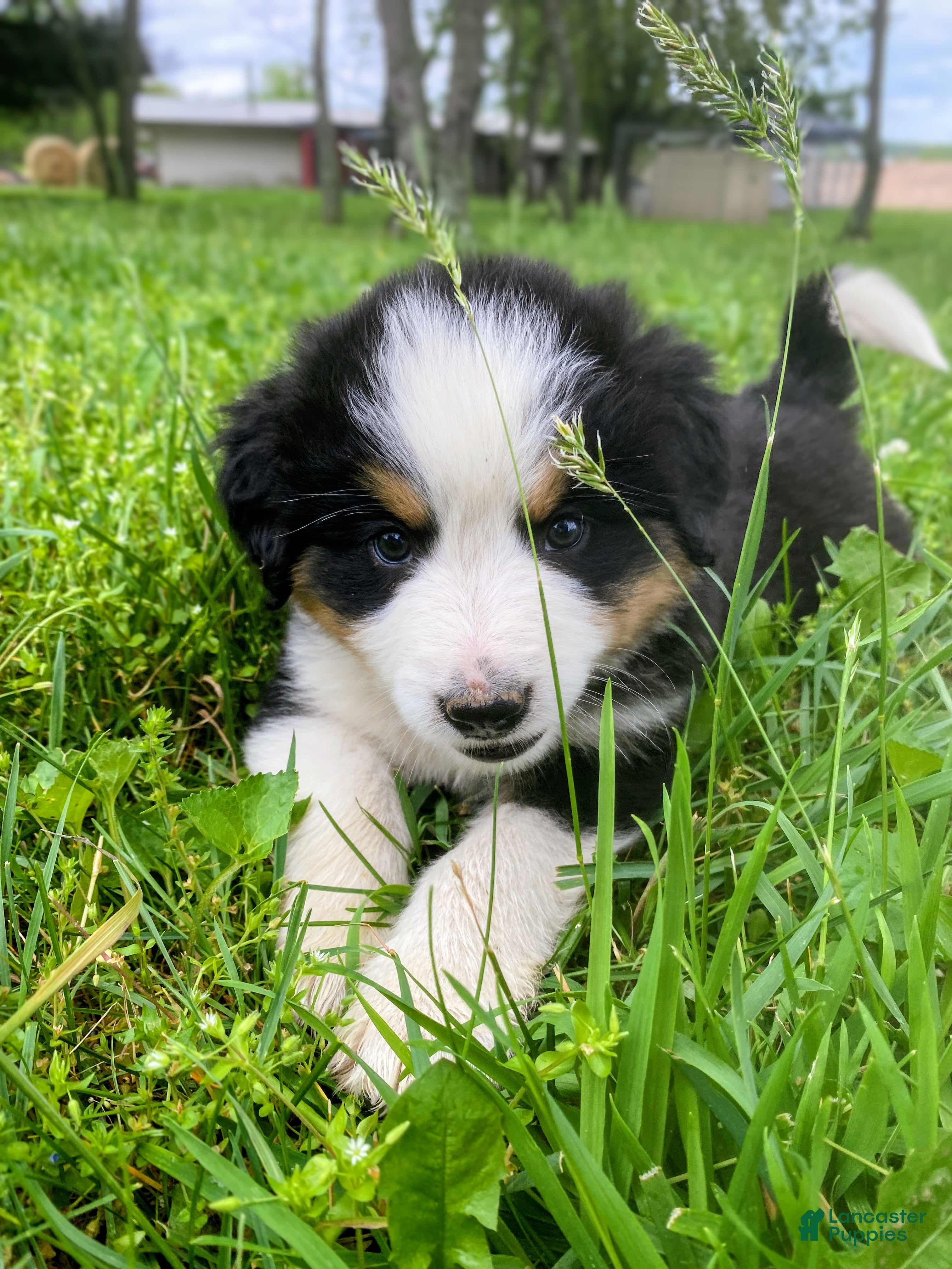 Mixed Breed dogs ♥️SWEET MOLLIE MAE♥️ - Ad 1