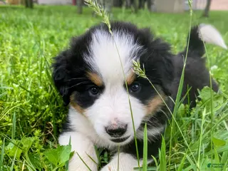 Mixed Breed dogs for sale: ♥️SWEET MOLLIE MAE♥️ - Ad 1