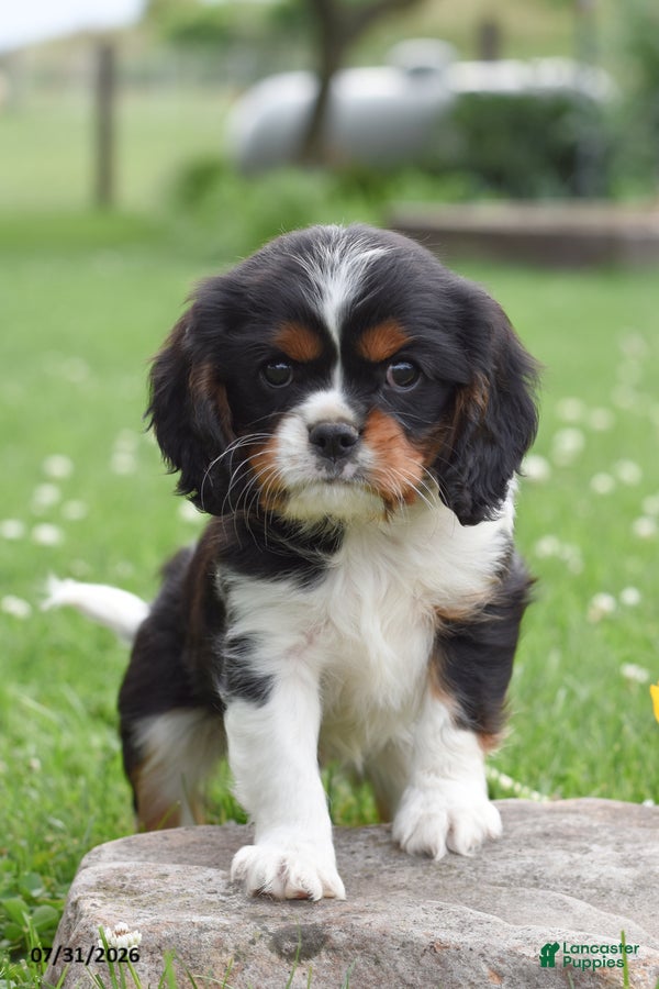 Cavalier King Charles Spaniel dogs Devin - Ad 1