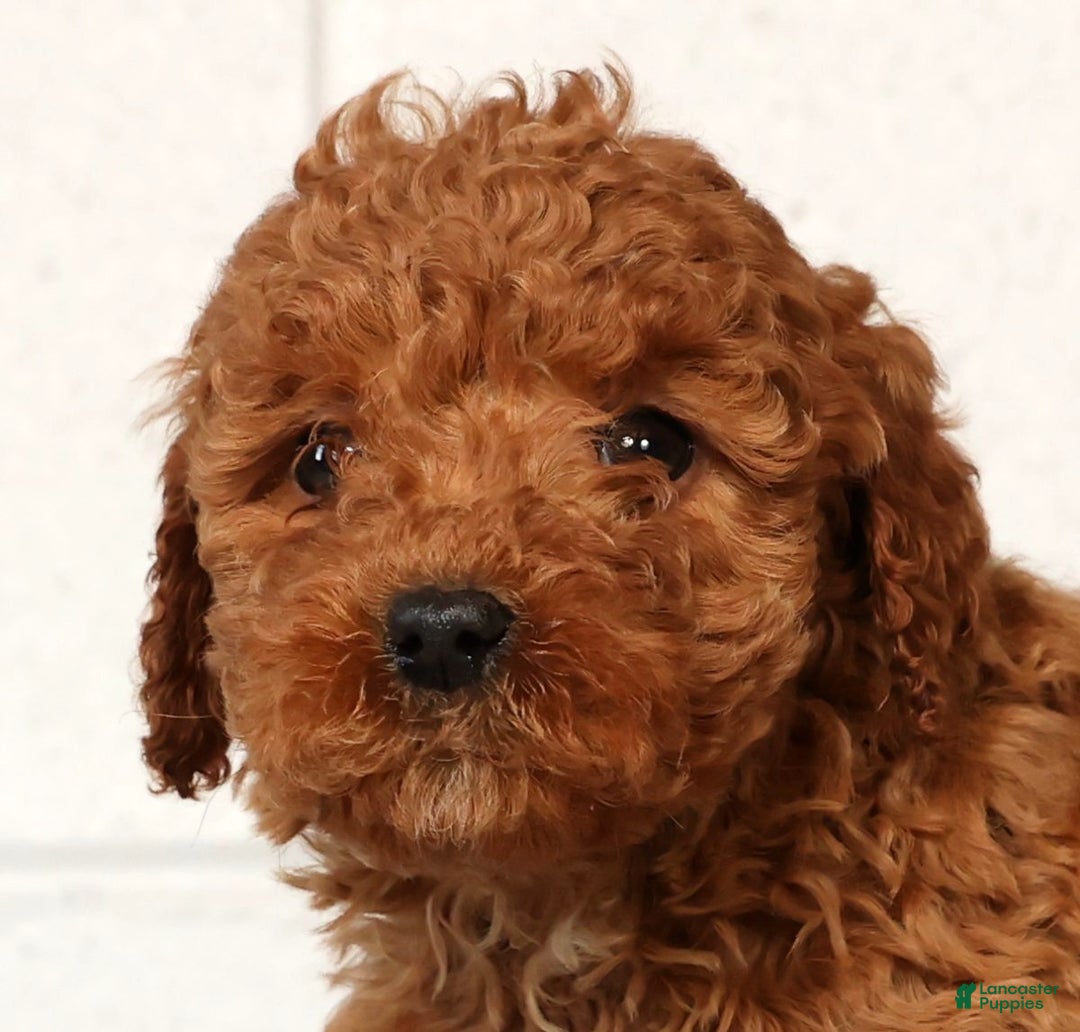 Mini Goldendoodle dogs for sale: Luke - Ad 9