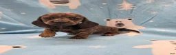 Miniature Dachshund dogs for sale: Miniature Dachshund 3 - Ad 4