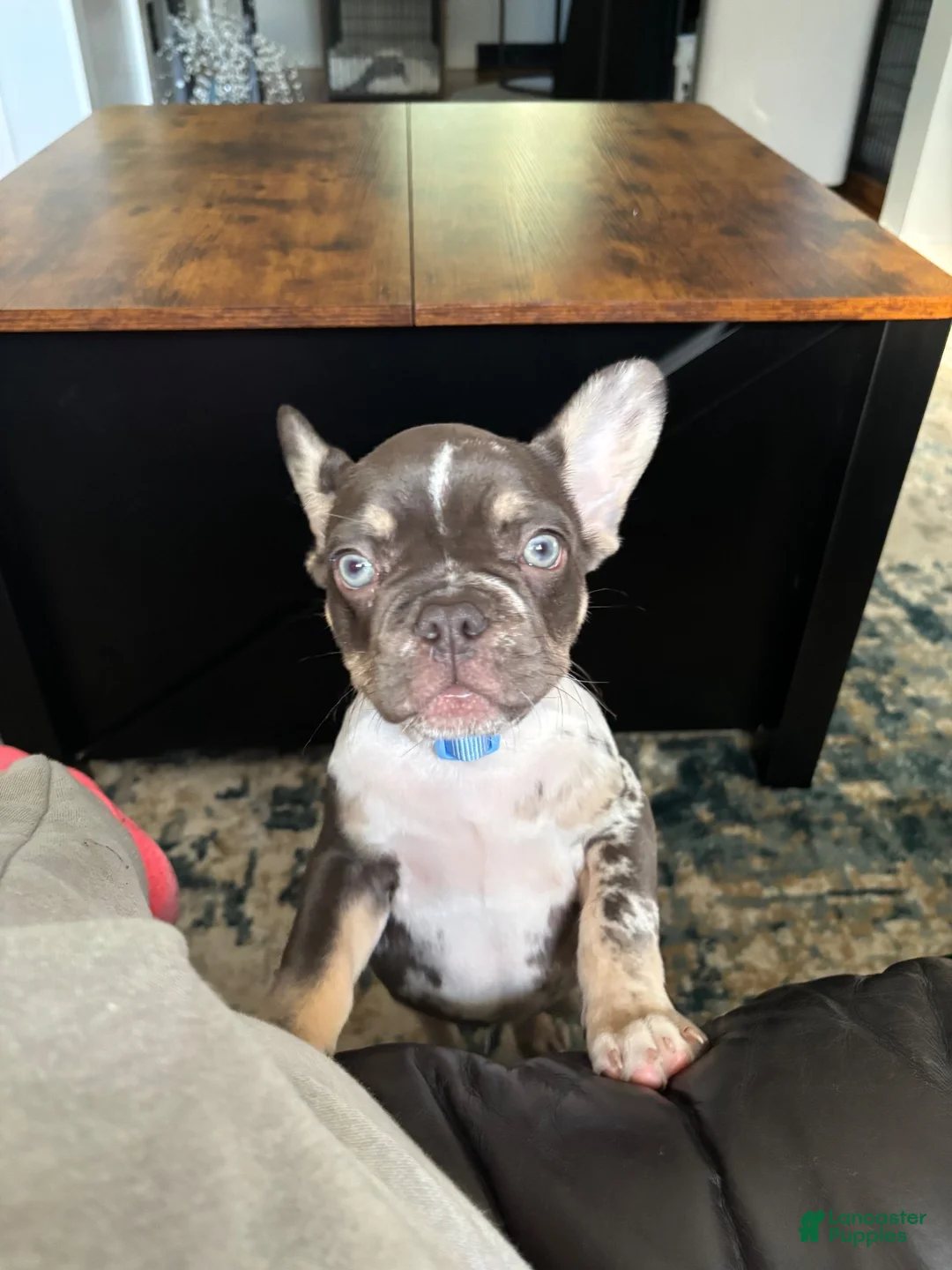 French Bulldog dogs for sale: French Bulldog 1 - Ad 1