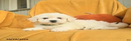 Bichon Frise dogs for sale: Hazel  - Ad 5