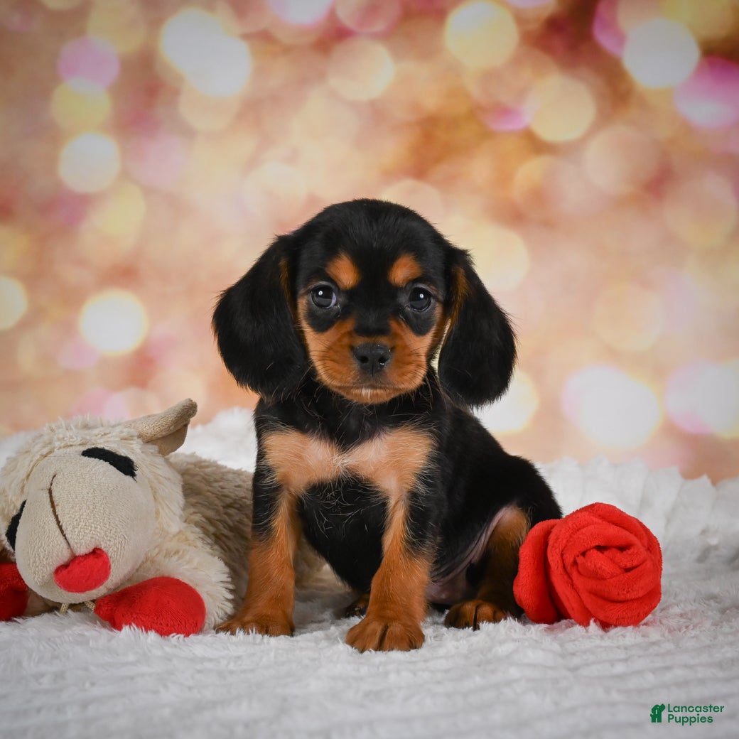 Beaglier dogs Barry - Ad 1