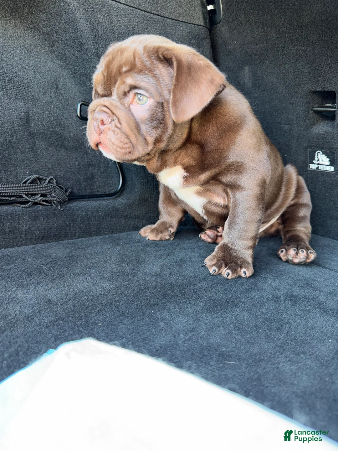 English Bulldog dogs for sale: English Bulldog Puppy 2 - Ad 1