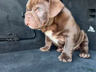 English Bulldog dogs English Bulldog Puppy 2 - Ad 5