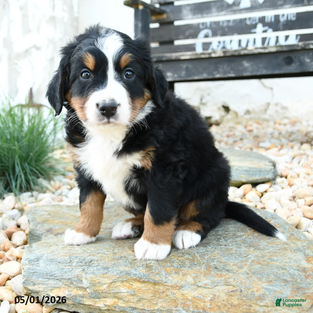 Bernese Mountain Dog dogs for sale: Famous Amos - Ad 3