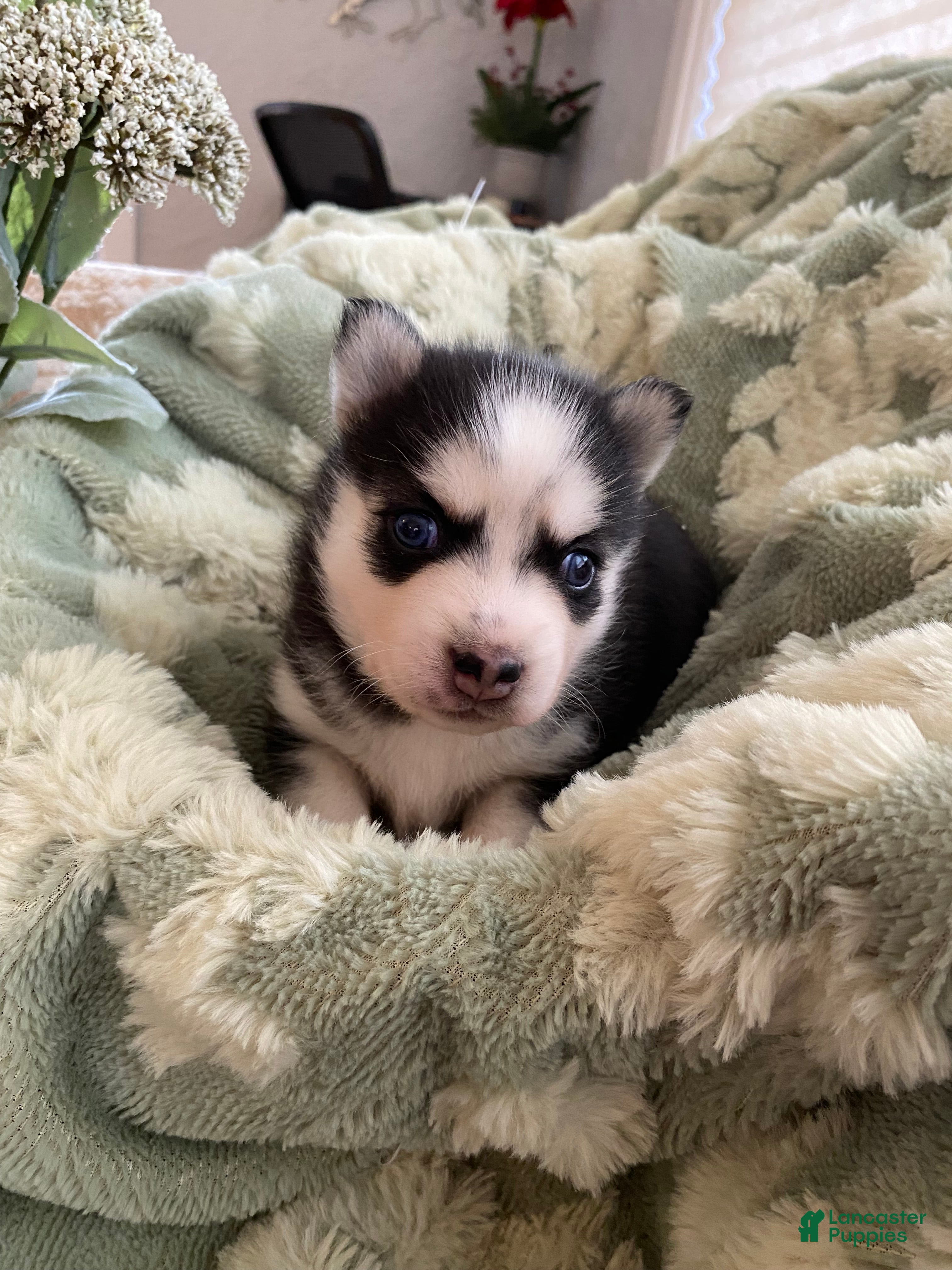 Pomsky dogs Clover - 2 Year Health Contract- Family Raised  - Ad 1