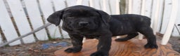 Cane Corso dogs for sale: Bradley  - Ad 10