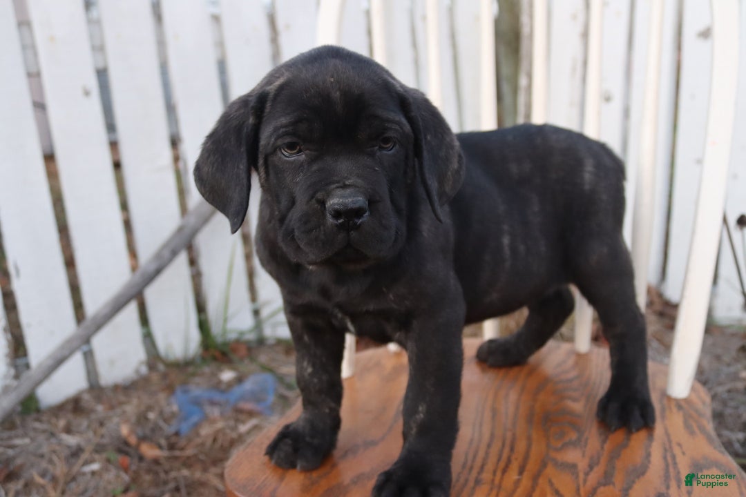 Cane Corso dogs for sale: Bradley  - Ad 10