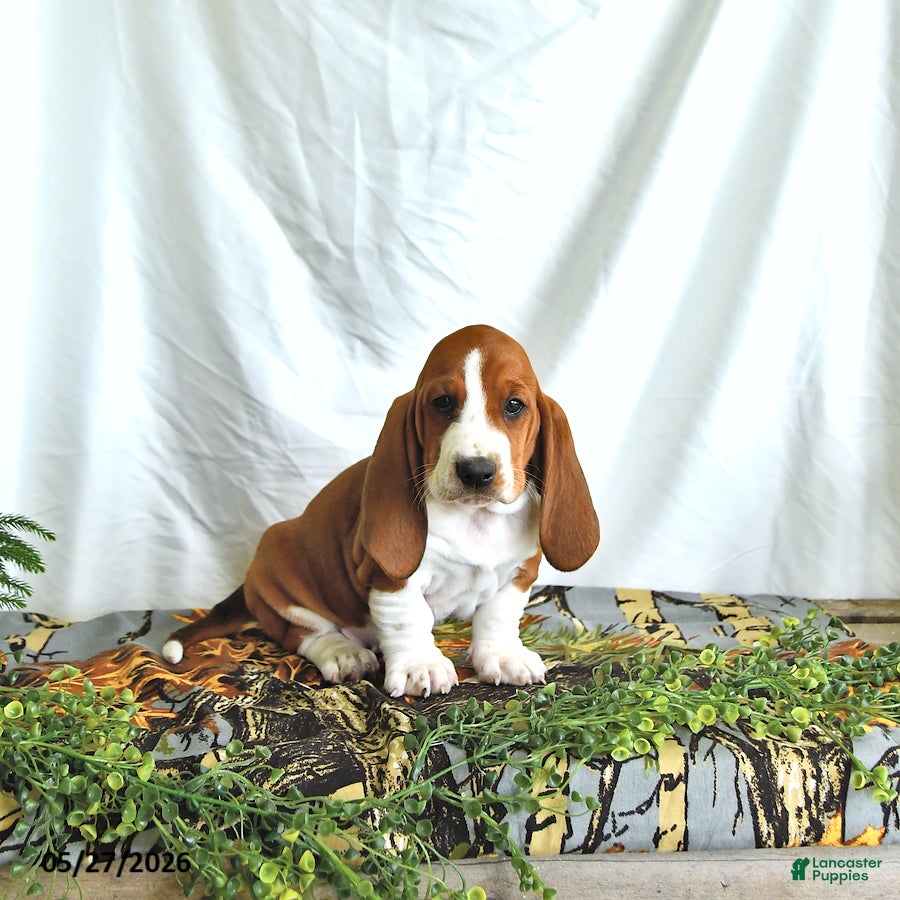 Basset Hound dogs Lilly - Ad 2