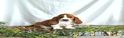 Basset Hound dogs for sale: Lilly - Ad 2