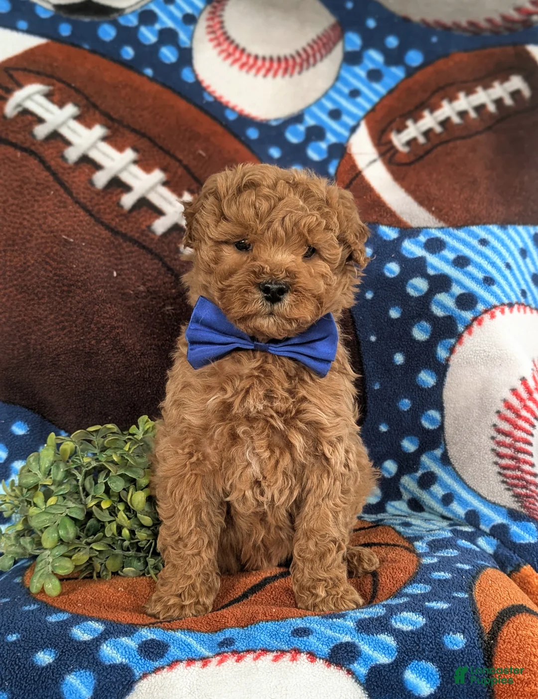 Bichpoo dogs for sale: Chauncey - Ad 5