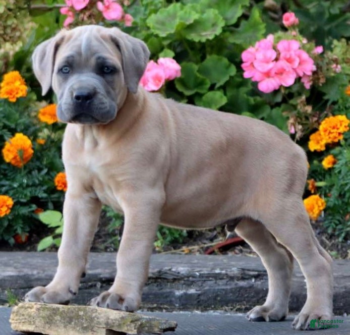 Cane Corso dogs Mr Sarge - Ad 2