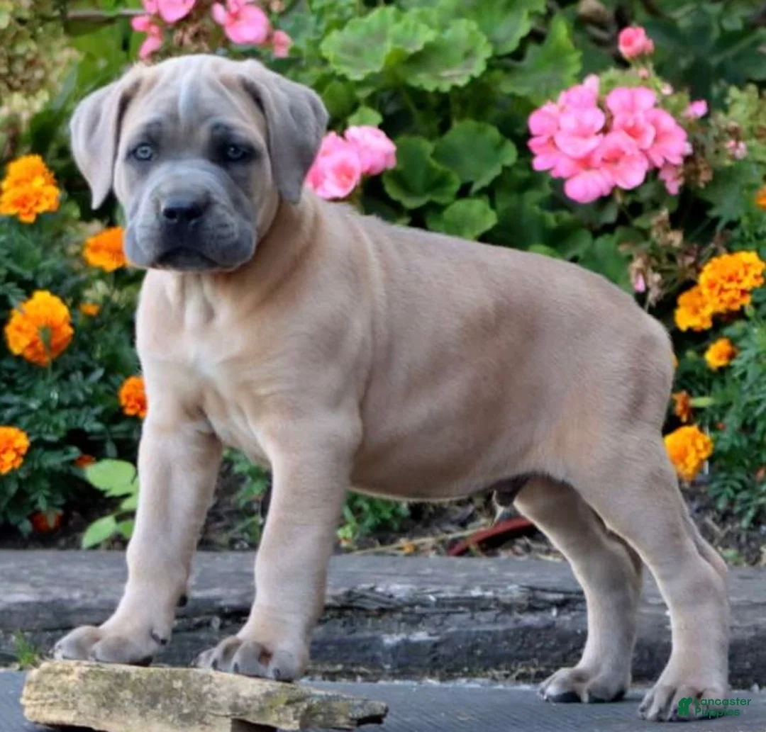 Cane Corso dogs for sale: Mr Sarge - Ad 2