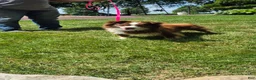 Miniature Australian Shepherd dogs for sale: Chandler - Ad 10