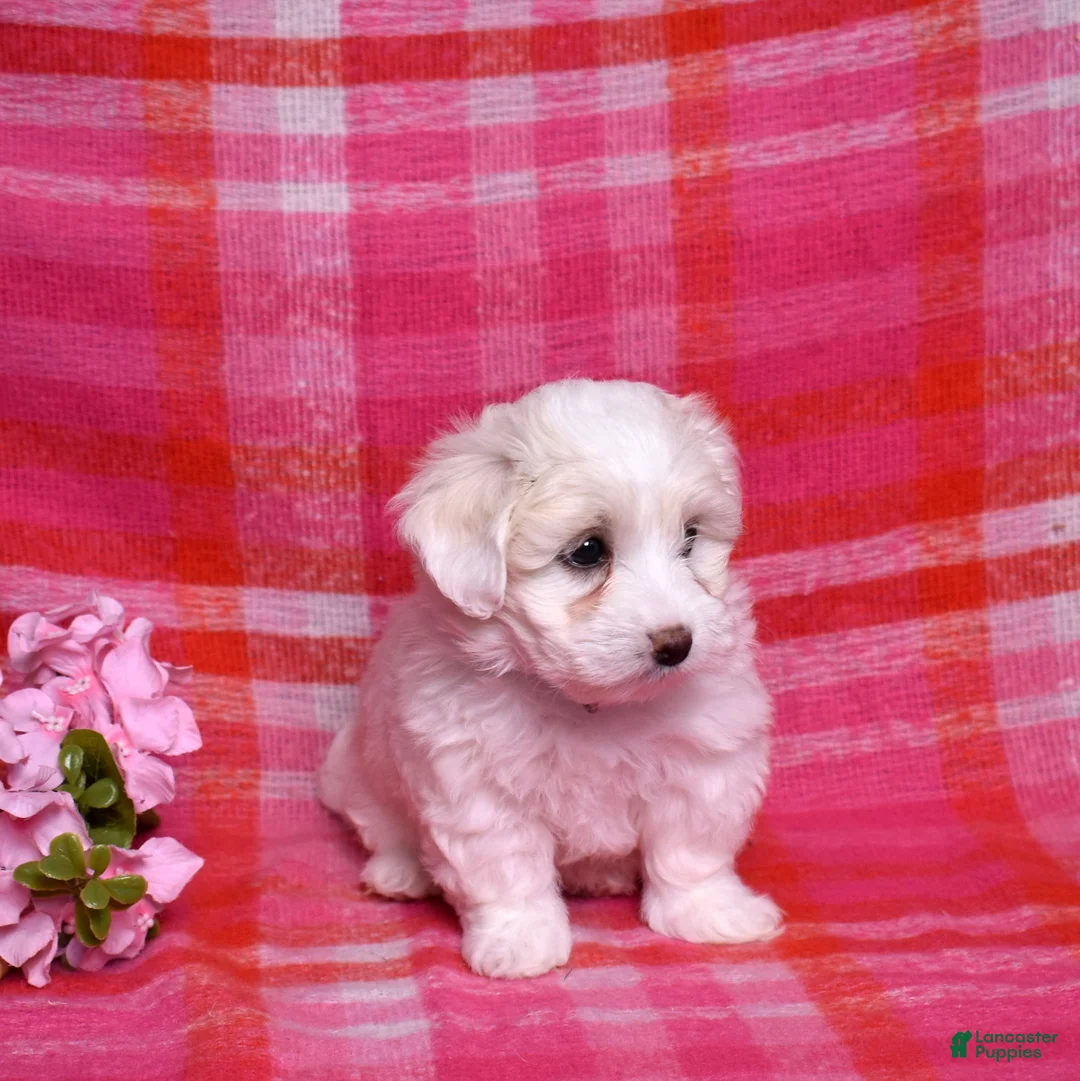 Coton De Tulear dogs for sale: Belle  - Ad 5