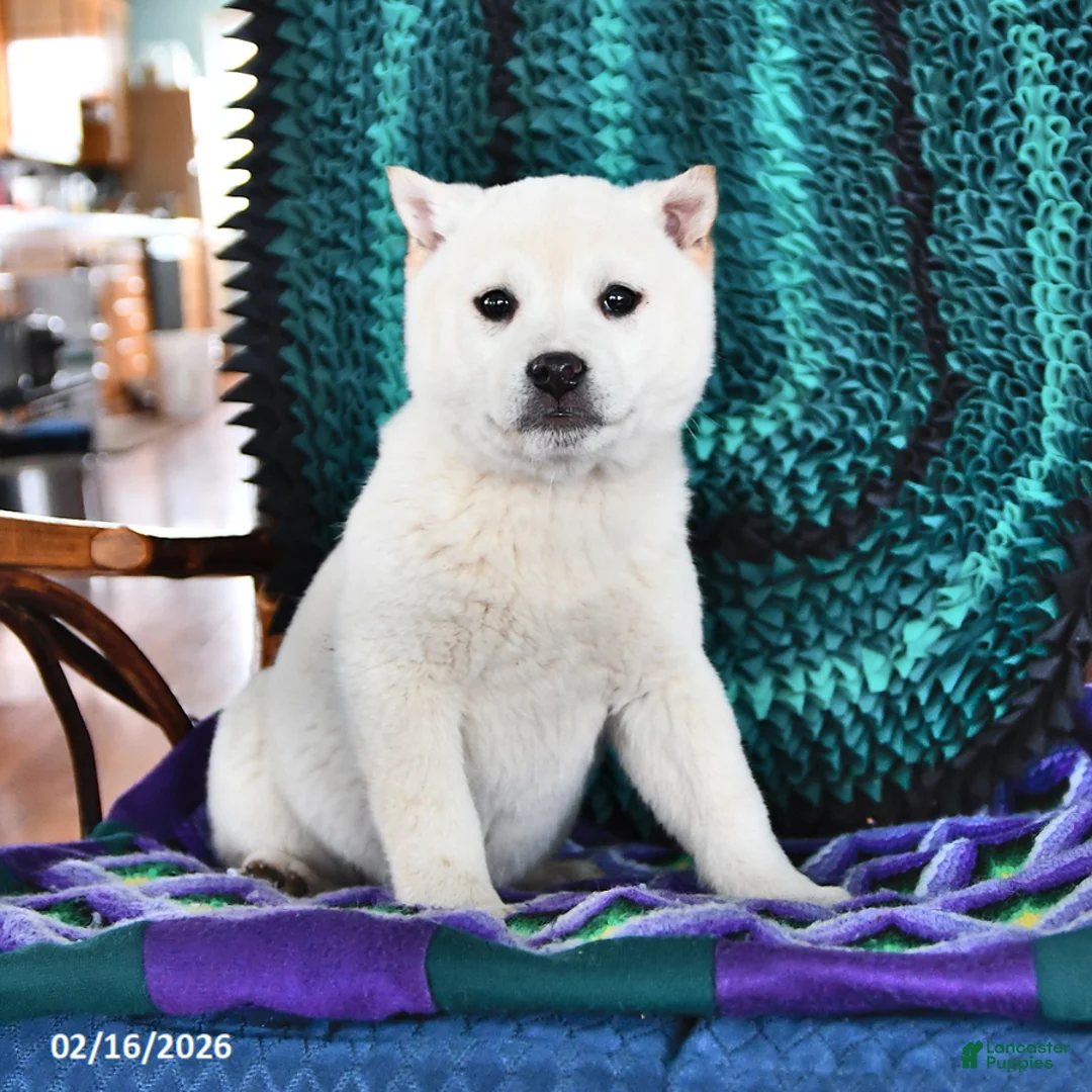 Shiba Inu dogs for sale: Chloe - Ad 1