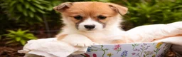 Welsh Corgi Pembroke dogs for sale: Zylee - Ad 2