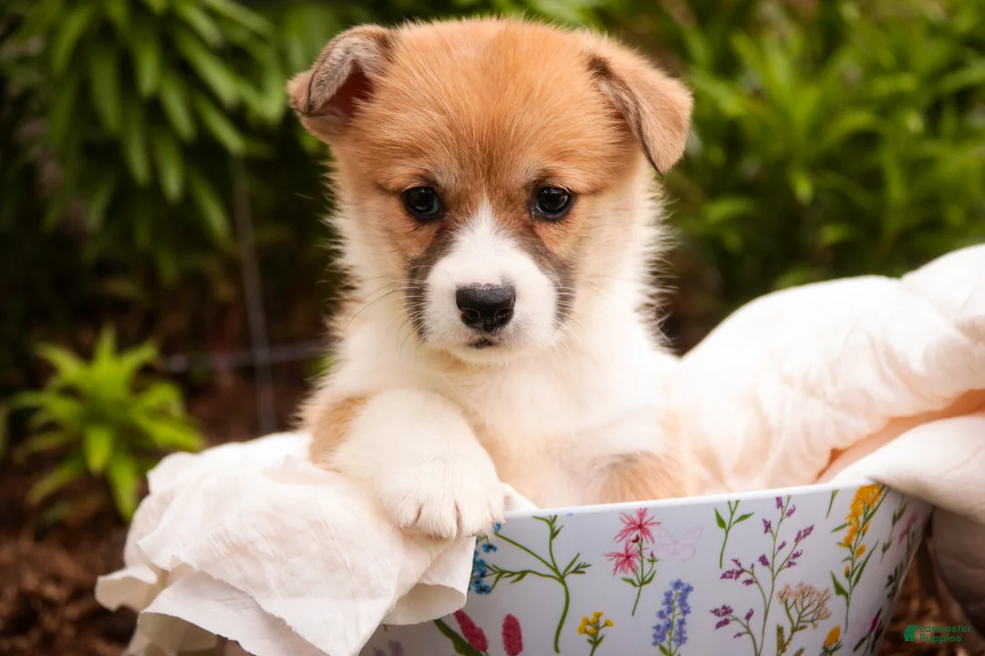 Welsh Corgi Pembroke dogs for sale: Zylee - Ad 2