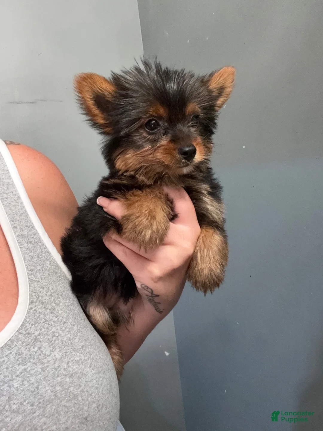 Yorkshire Terrier dogs for sale: Tiny tim - Ad 3