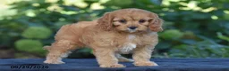 Cavapoo dogs for sale: Callie - Ad 4