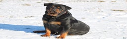Rottweiler dogs for sale: Forst - Ad 2