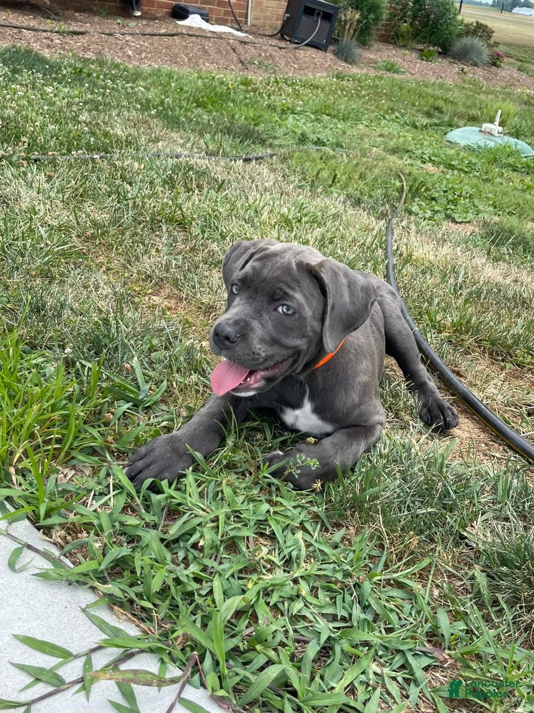 Gallery Image {{count}}