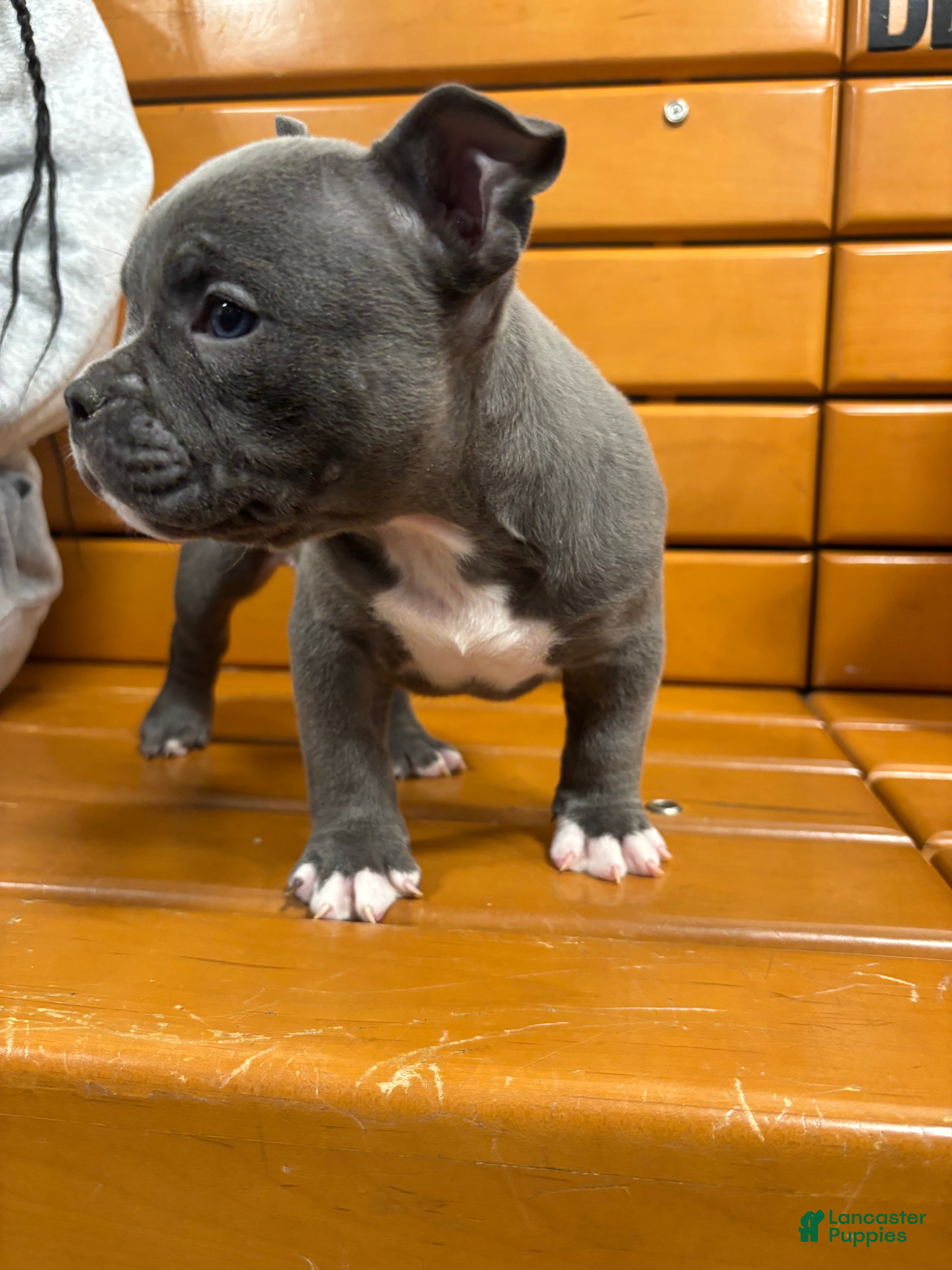 American Bully dogs Drill - Ad 2