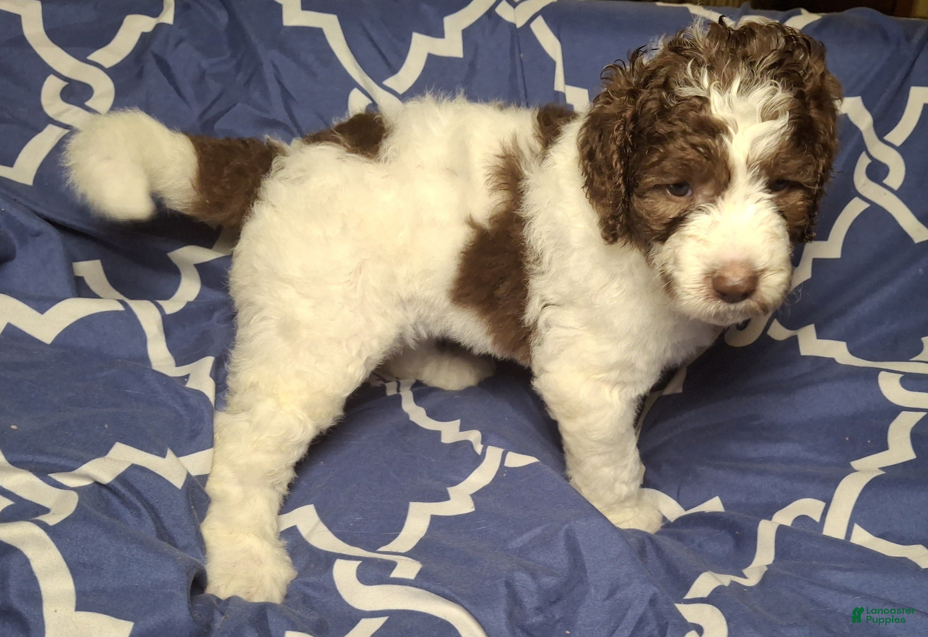 Labradoodle dogs Jujube - Ad 16