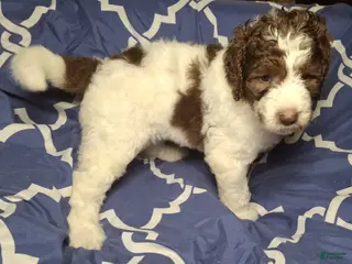Labradoodle dogs Jujube - Ad 16
