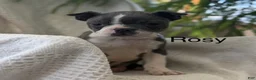 Boston Terrier dogs for sale: Rosy - Ad 1