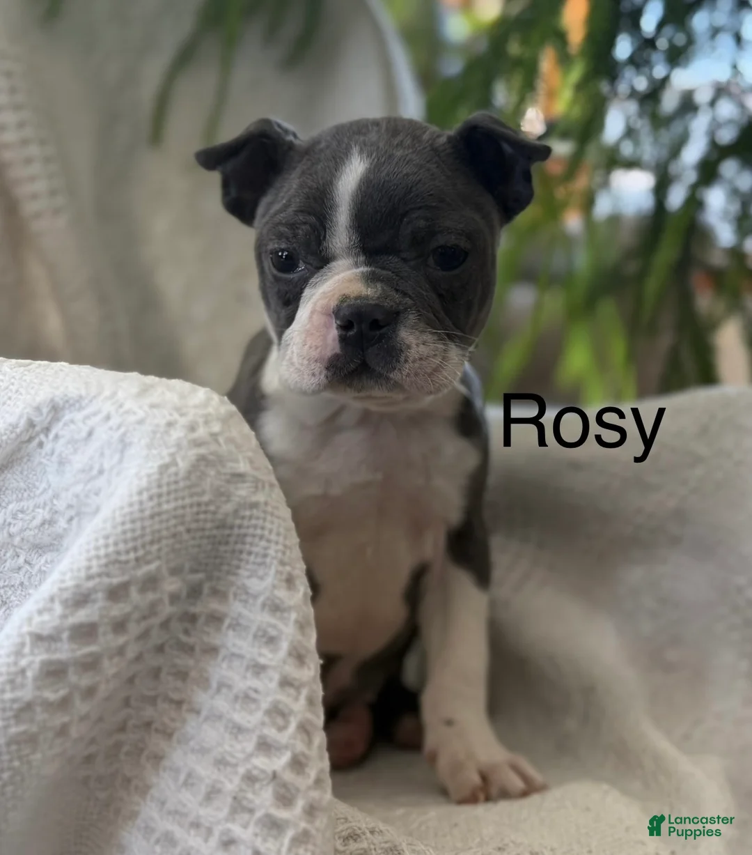 Boston Terrier dogs for sale: Rosy - Ad 1