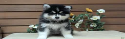 Pomsky dogs for sale: Prince - Ad 9