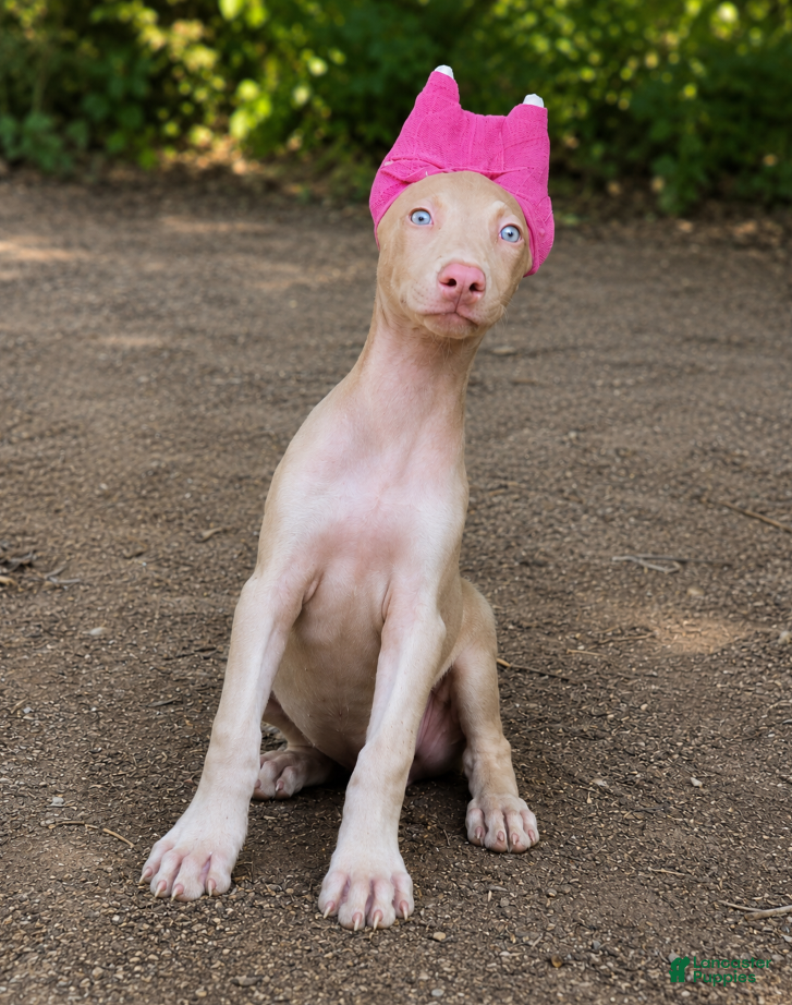 Doberman Pinscher dogs Auriel - Ad 1