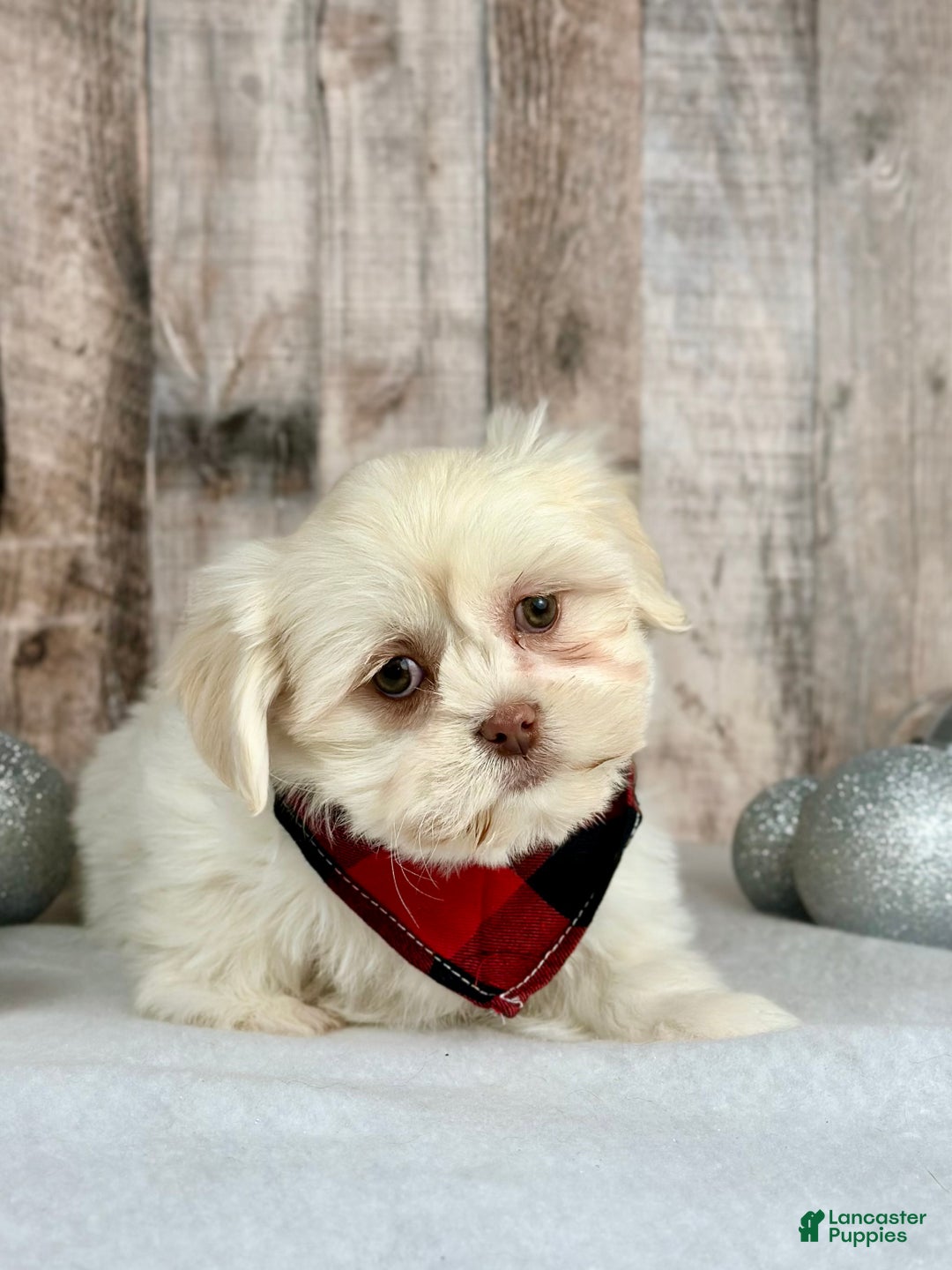 Mixed Breed dogs for sale: Girl Teddy - 9229 - Ad 1